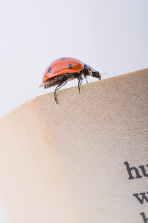 Beautiful photo of red ladybug walking on paperの写真素材