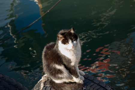 Another portrait of the homeless street cat