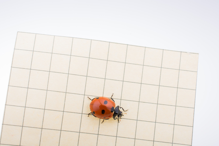 Beautiful photo of red ladybug walking on paperの写真素材