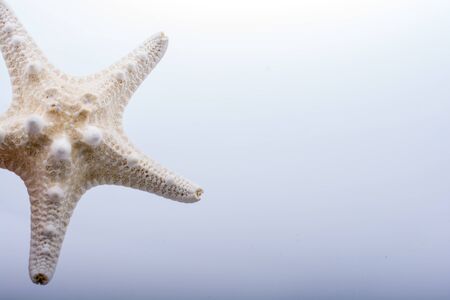 Hand holding starfish in water covered with foamの写真素材