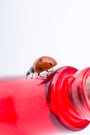 Beautiful photo of red ladybug walking on a bottleの写真素材