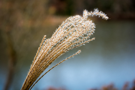 Dry plant found in nature backgroundの写真素材