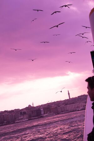 Seagulls flying in sky  in Istanbul of Turkeyの写真素材