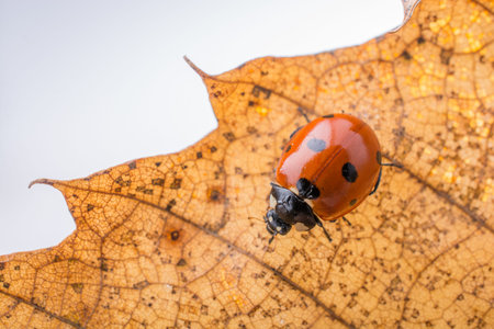 Beautiful photo of red ladybug walking on a dry leaf