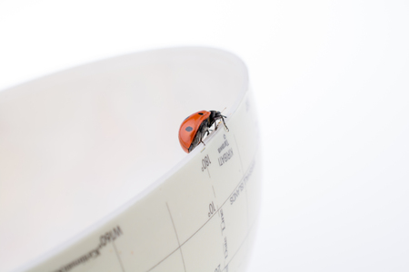 Ladybug walking on a little colorful model globeの写真素材