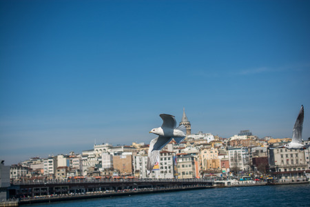Seagull fly in sky over the sea in Istanbul in  the urban environmentの写真素材