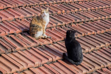 Another portrait of the homeless street cats on the roofの写真素材