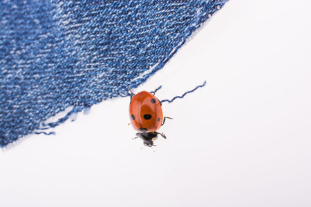 Beautiful photo of red ladybug walking on a denim canvas