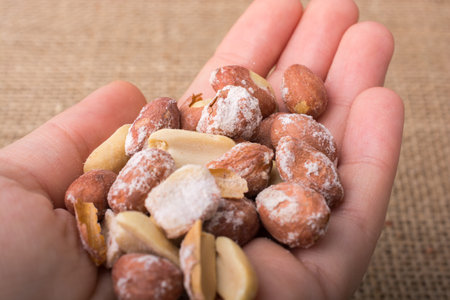 Cleared peanuts in hand  on a linen canvas background