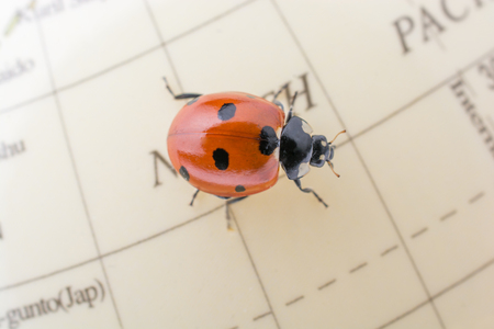 Ladybug walking on a little colorful model globeの写真素材