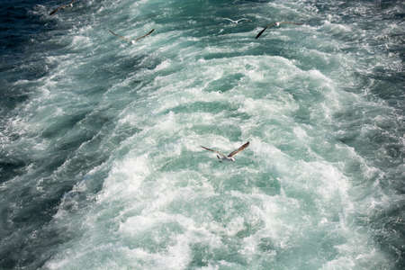 Seagulls are flying in sky over the sea watersの写真素材