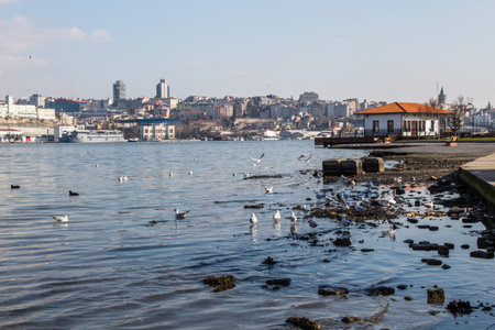 Gruop of seagulls swim calmly on the sea surfaceの写真素材