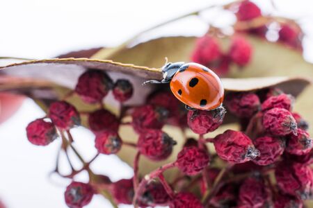 Beautiful photo of red ladybug walking on a wild fruitの写真素材
