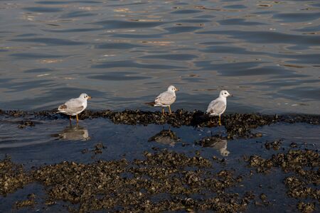 Seagull are standing on the shore by the seaの写真素材