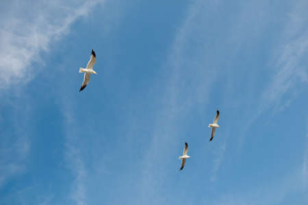 Seagulls are flying in the sky over sea watersの写真素材