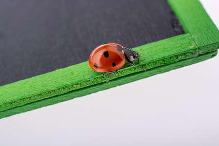 Beautiful photo of red ladybug walking on a notice boardの写真素材