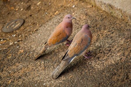Two cute birds on soil groundの写真素材