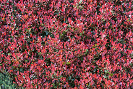 Green leaves of the spring season