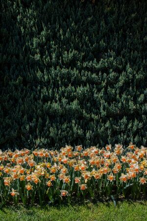 Green leaves of the spring seasonの写真素材