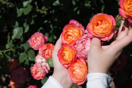 Beautiful fresh roses in hand