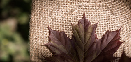 Green leaves placed on linen canvasの写真素材