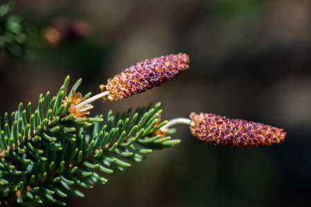 Colorful blooming wild spring flowersの写真素材
