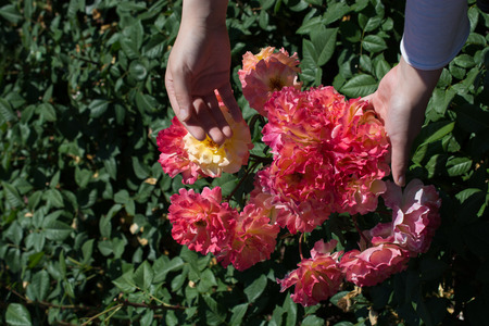 Beautiful fresh roses in handの写真素材