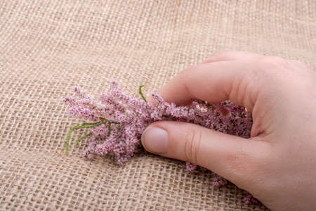 Colorful wild spring flowers in hand on a canvasのeditorial素材