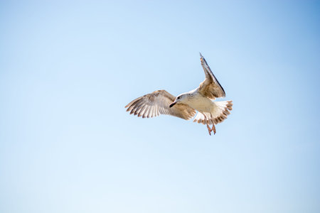 Single seagull flying in a cloudy sky as a backgroundの写真素材
