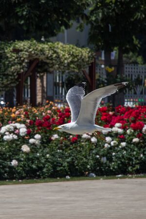Single seagull in the park with rosesの写真素材