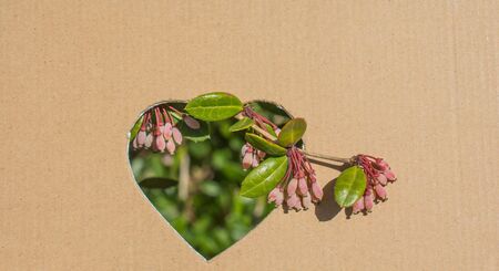 Flowers seen through heart shape cut out of cardboardの写真素材