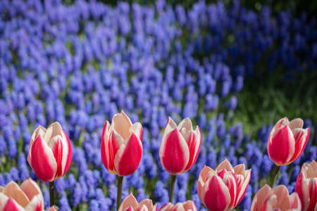 Tulip Flowers Blooming in Spring Seasonの写真素材