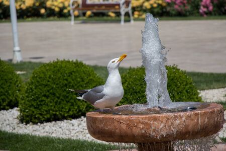 Single seagull found by the side of a fountainの写真素材