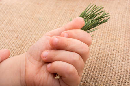 Leaves in hand over a notebook pageの写真素材