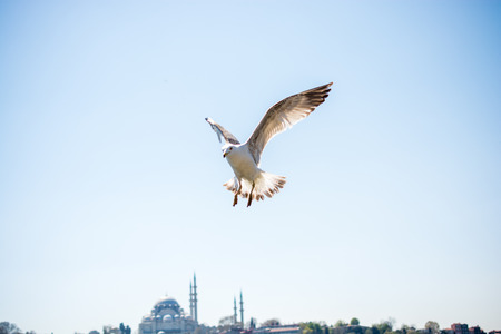 Single seagull flying with with sea as a backgroundの写真素材