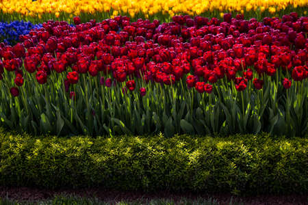 Tulip Flowers Blooming in Spring Seasonの写真素材