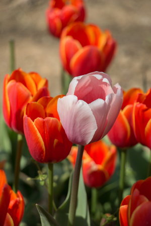 Tulip Flowers Blooming in Spring Season