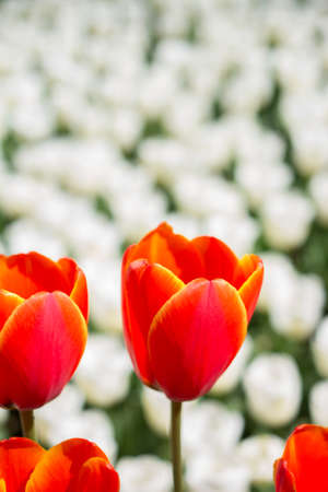 Tulip Flowers Blooming in Spring Seasonの写真素材
