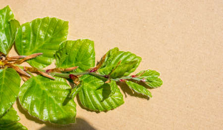 Leaves in hand over a notebook pageの写真素材