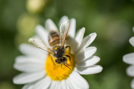 Beautiful colorful flowers  bee on a sunny spring dayの写真素材