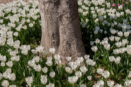 Tulip Flowers Blooming around tree trunk in Spring Seasonの写真素材