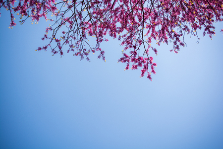 Colorful flowers bloom in the spring in treesの写真素材