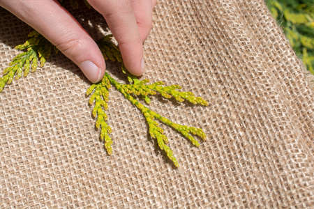 Green leaves in hand over a linen canvasの写真素材