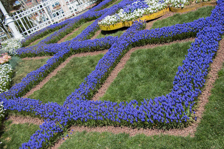 Blooming spring  flowers as a colorful backgroundの写真素材