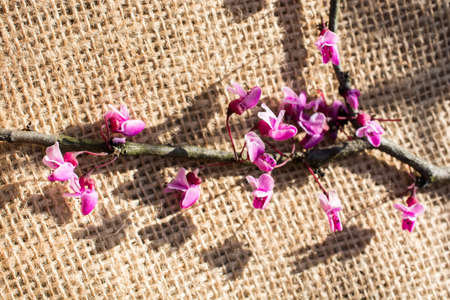 Colorful wild spring flowers in on a canvasの写真素材