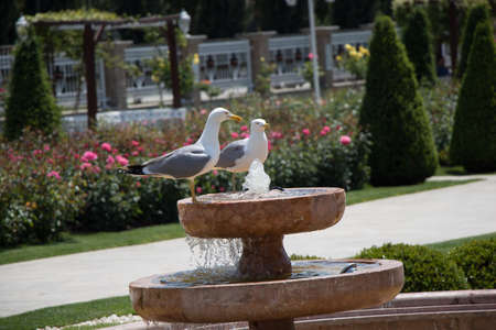 Seagulls  in the park with rosesの写真素材