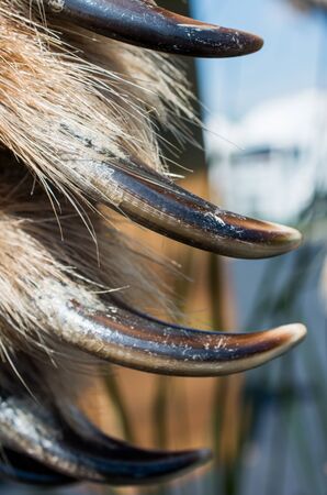 Brown Bear Paw With sharp Claws in viewの写真素材