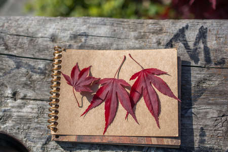 Leaves in hand over a notebook pageの写真素材