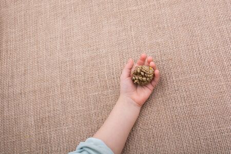 Hand holding pine cones on a canvas backgroundの写真素材