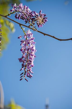 Colorful flowers bloom in the spring in treesの写真素材